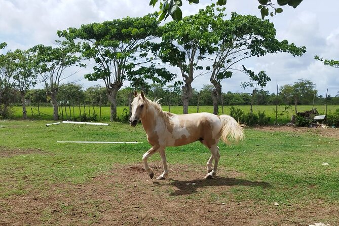 2-Hour Horseback Riding Tour at Sunset from Punta Cana - Passing Macao Beach early: breezes, waves, and the feel of the coast