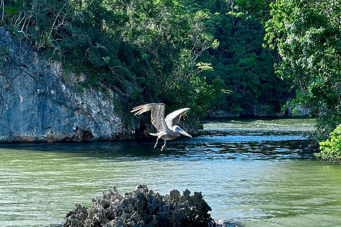 2in1: Los Haitises National Park + Yanigua Waterfall-SPA - Lunch and drinks: Dominican buffet, plus what to expect