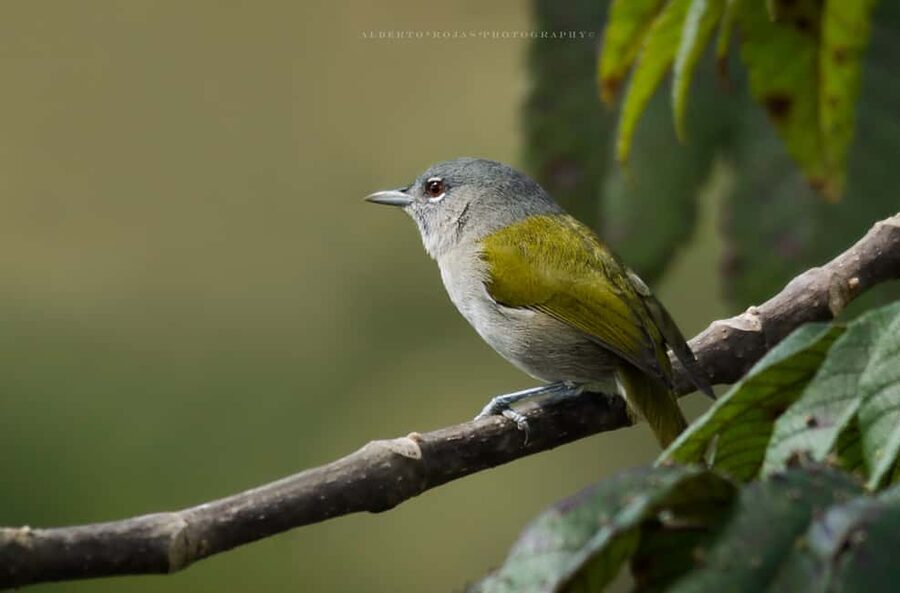 3in1: Los Haitises N. Park + Waterfalls + Montaña Redonda - Los Haitises National Park: karst towers, caves, and a bird show