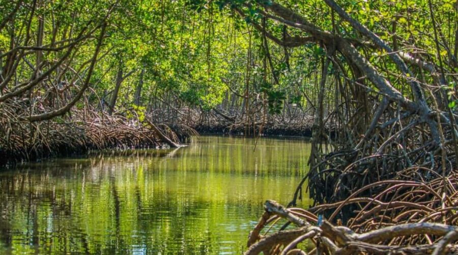 4in1: Los Haitises+ Kayaking+ Natural Pools+ Montana Redonda - Kayaking The Park’s Waterways Like You Mean It