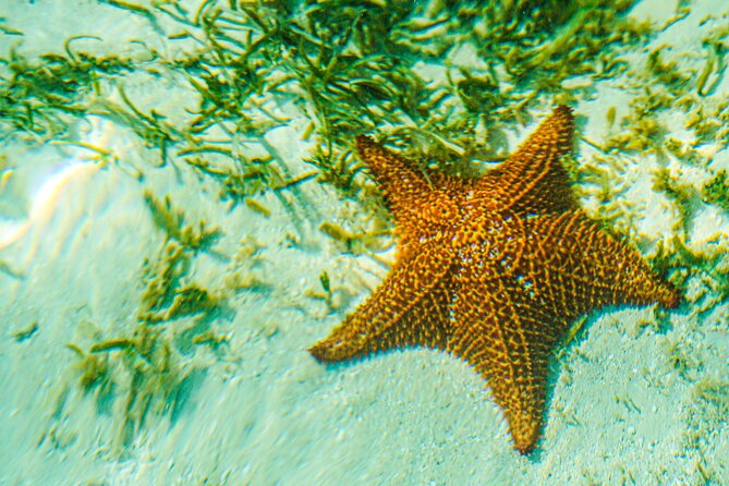6 Hour Private Saona Island Tour with Snorkeling - Lunch on Saona: Playa Catuano beach time, plus what you should plan