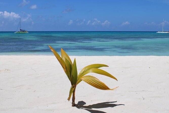 A Magical Day on Saona Island - The Catamaran Return: Music, Dancing, and Good Vibes