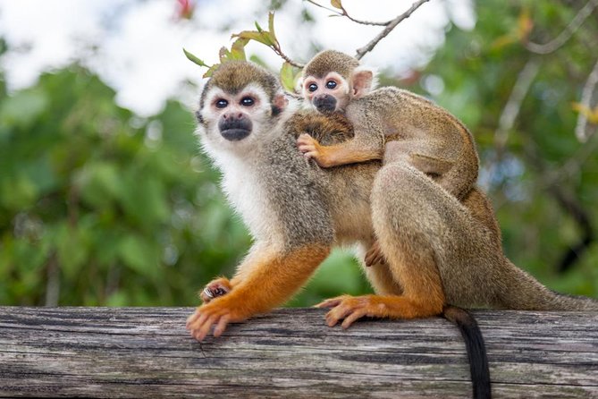Adventure Bundle: Monkeyland, Ziplines & Buggies Punta Cana - Monkeyland With Squirrel Monkeys: What Close-Up Interaction Really Means