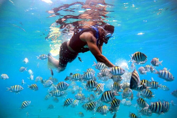 Amazing Paradise Island + Snorkeling-Mangrove Tour & Locale Food. - Punta Rucia Beach and Lunch Buffet: What to Expect