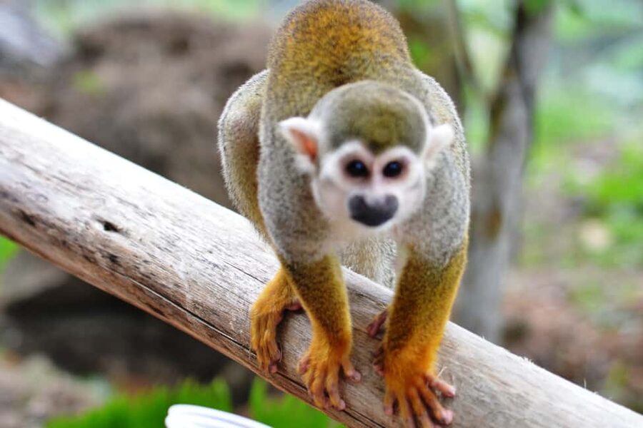 Bayahibe/La Romana: 4x4 Buggy and Monkeyland Tour - Casa del Coco: coconut oil lessons, organic tastings, and why it’s worth 1 stop