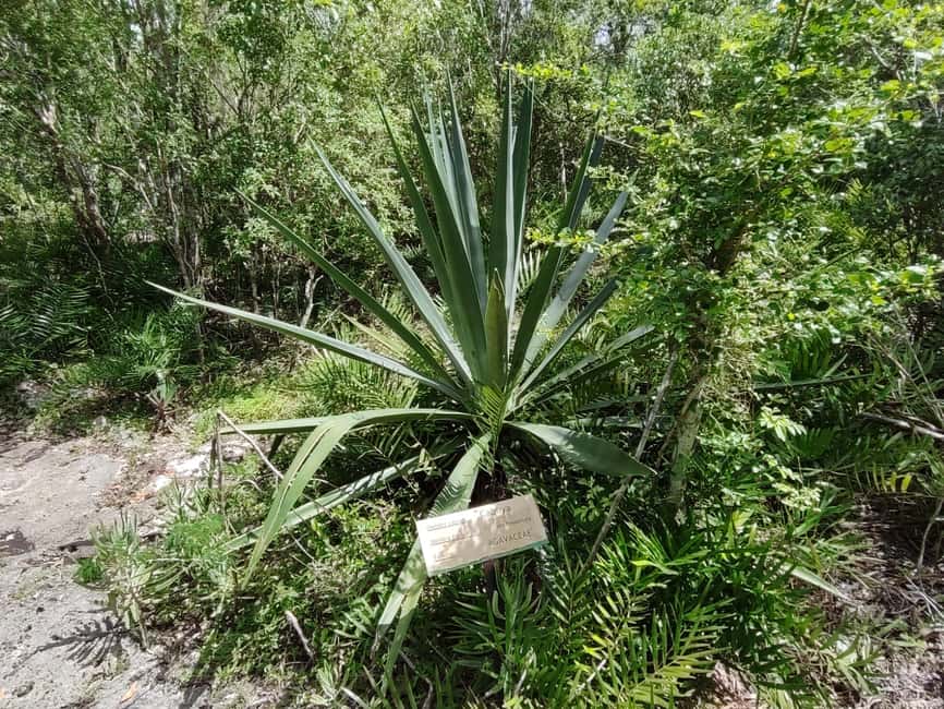 Bayahibe: National Park Jungle Walk & Snorkeling in Cenotes - What you’ll actually see underwater (and what you won’t)