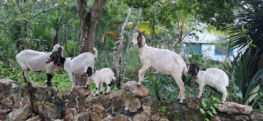 Bayahibe: National Park Jungle Walk & Snorkeling in Cenotes - Who should book this cenote walk and snorkeling, and who should skip it