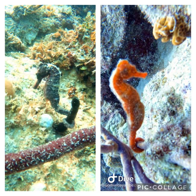 Bayahibe: Scuba Diving Initiation by Go Dive Bayahibe - Key highlights worth planning for