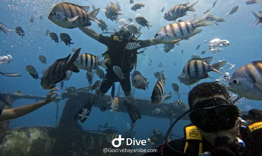 Bayahibe: Scuba Diving Initiation by Go Dive Bayahibe - Bayahibe scuba initiation, $80 for 4 hours of reef time