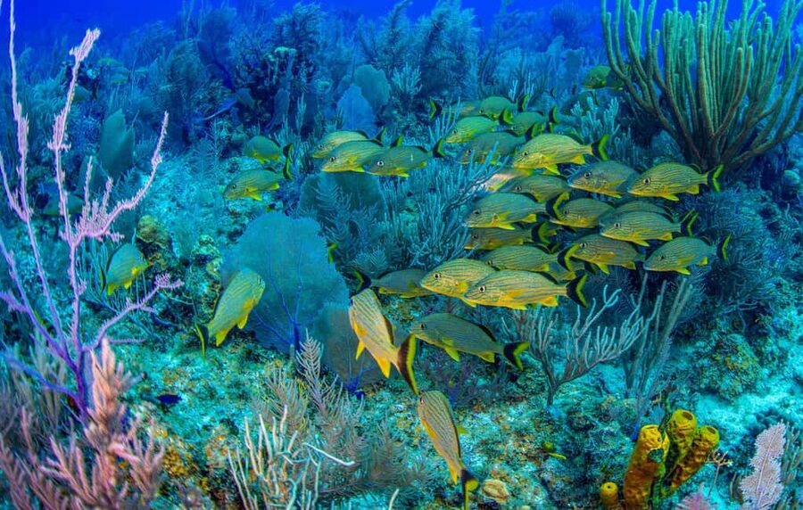 Bayahibe: Snorkeling Tour - Sea, Cotubanama park & Cenotes - Bayahibe snorkeling and cenotes, why this combo makes sense