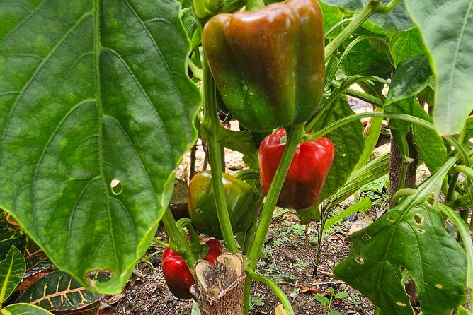 Buggy, horse and plantation ranch - Stop 1: Macao Beach Ranch, Coffee, Cacao, and Rolling Tobacco