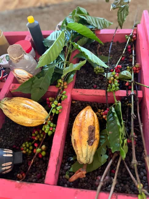 Buggy Tour in Punta Cana: Mamajuana - Coffee - Swimming in Cenote and Macao Beach - A buggy day that actually feels like the Dominican countryside