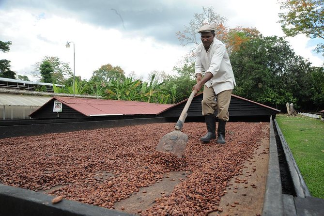 Cacao Plantation and Chocolate Factory Tour- Chocolate Lovers - Key Highlights You Will Actually Care About