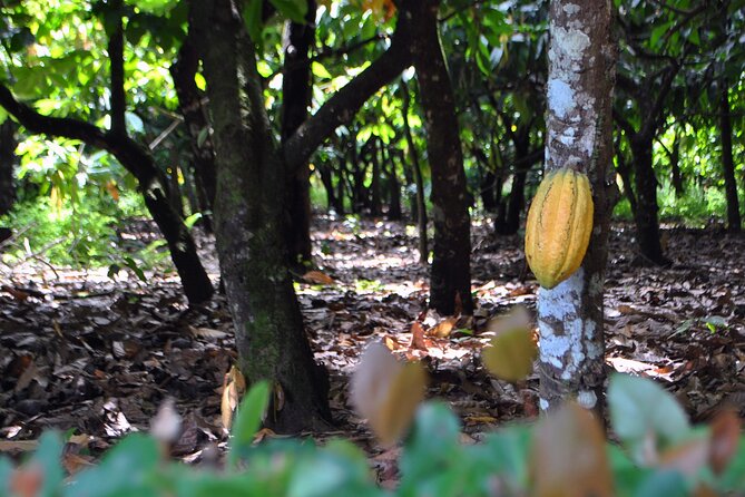 Cacao Plantation and Chocolate Factory Tour- Chocolate Lovers - A Sweet Primer: Why Dominican Cacao Tastes the Way It Does