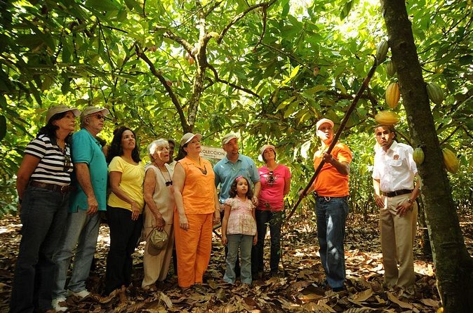 Cacao Plantation and Chocolate Factory Tour- Chocolate Lovers - Book It or Skip It: My Practical Recommendation