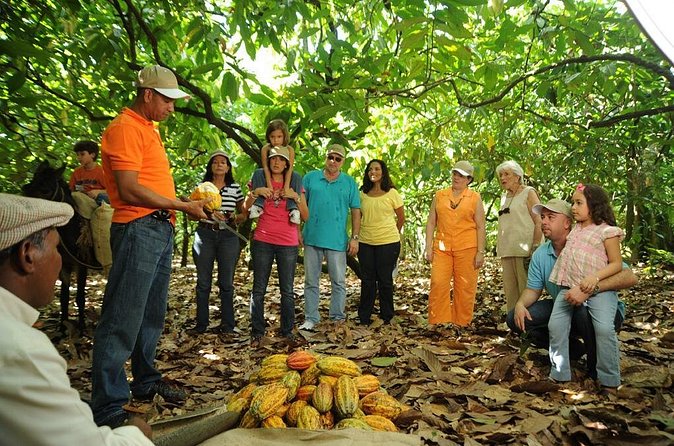 Cacao Plantation and Chocolate Factory Tour- Classic - Lunch buffet and hot chocolate: the reward that feels earned
