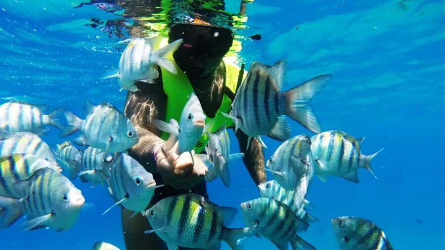 Catalina Island: Day Trip - Best Snorkeling! - Key things you’ll remember from this Catalina Island snorkeling day