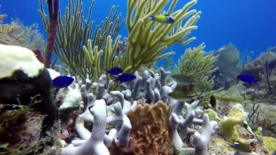 Catalina Island: Day Trip - Best Snorkeling! - The Wall snorkeling site: cliff-top views and reef structure
