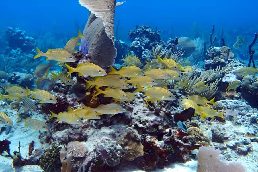 Catalina Island Full-Day Snorkeling + Lunch from Punta Cana - Los Corales snorkel hour: how to make the most of limited water time