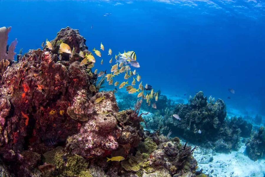 Catalina Island Full-Day Snorkeling + Lunch from Punta Cana - Music and culture moments: what you’ll likely notice