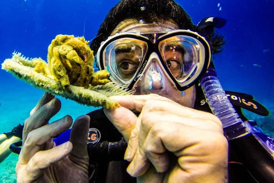 Catalina Island Scuba Diving Tour from Punta Cana - Key highlights to know before you go