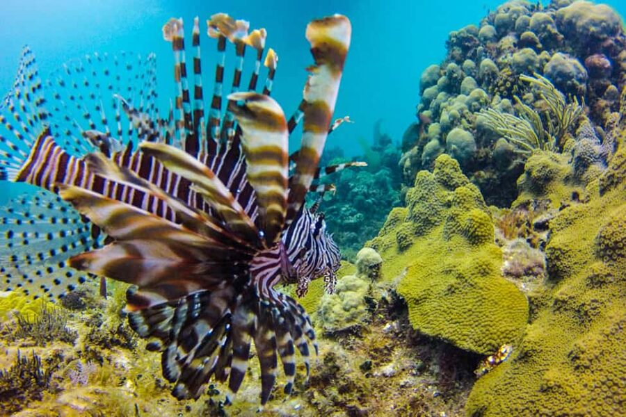 Catalina Island Scuba Diving Tour from Punta Cana - Underwater time at The Aquarium: the west side’s different feel
