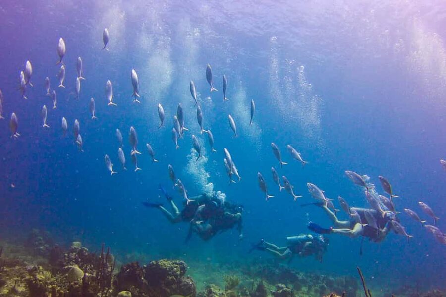 Catalina Island Scuba Diving Tour from Punta Cana - Private beach BBQ on Catalina Island: the land half is the payoff