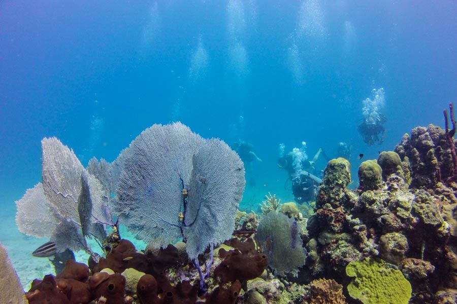 Catalina Island Scuba Diving Tour from Punta Cana - Price and value: is $175 worth it?