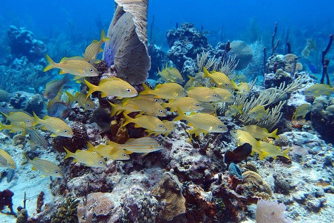 Catalina Island Snorkel Excursion from Punta Cana - The Punta Cana to Catalina Island Route, and Why It Feels Like a Day Trip