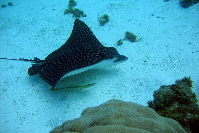 Catalina Island - Snorkeling tour on a luxury catamaran - Stop 2, The Aquarium: More Fish and a Lighter Rhythm