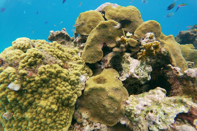 Catamaran Party Cruise with Snorkeling & BBQ - Boat Fun Beyond Snorkeling: Slide, Jumping Board, and Music Requests
