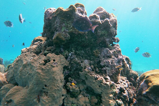 Catamaran Party Cruise with Snorkeling & BBQ - What Might Feel Frustrating: Timing, Stops, and Choppy Moments