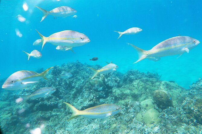 Catamaran Party Cruise with Snorkeling & BBQ - Price and Value at $84: What You’re Actually Getting