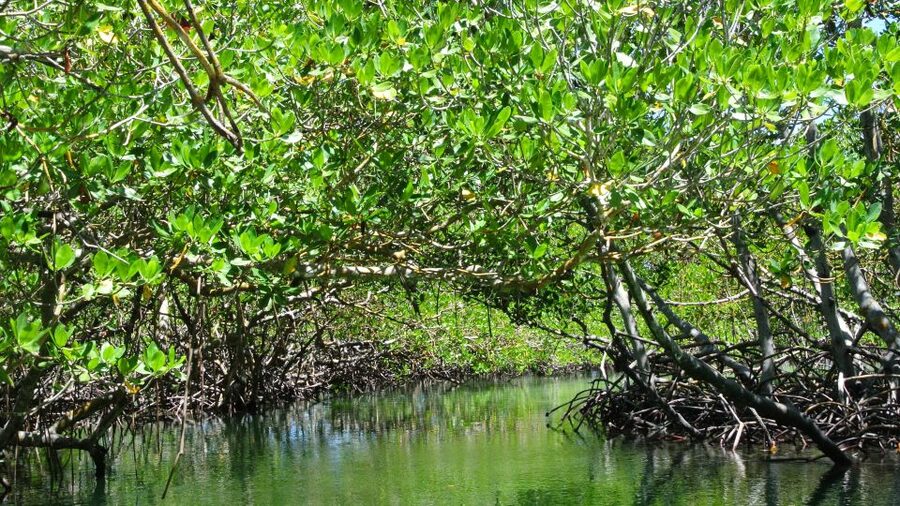 Cayo Arena: Paradise Island and Mangroves Tour - The Local Market Stop, Plus One Optional Detour You Should Know About