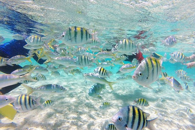 Cayo Arena, Paradise Island Tour - Key things to know before you book