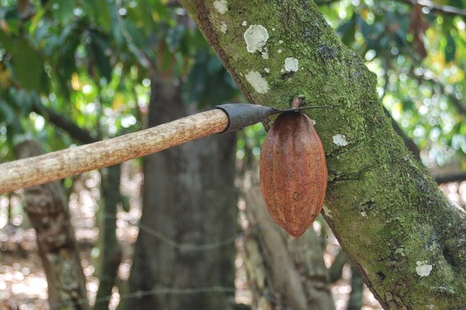 Cocoa & Artisan Chocolate Route with an Historical Tour in Puerto Plata City - Timing and Logistics for a 6-Hour Puerto Plata Chocolate Tour
