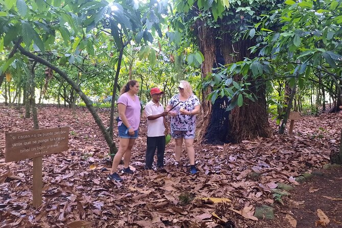 Cocoa & Artisan Chocolate Route with an Historical Tour in Puerto Plata City - Chocolate Facial and Chocolate Workshop: Who Will Enjoy This Most?