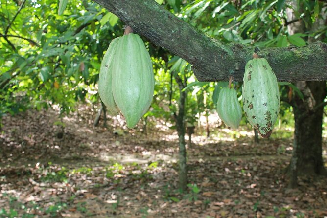 Cocoa & Artisan Chocolate Route with an Historical Tour in Puerto Plata City - Dominican Lunch Included: A Practical Bonus