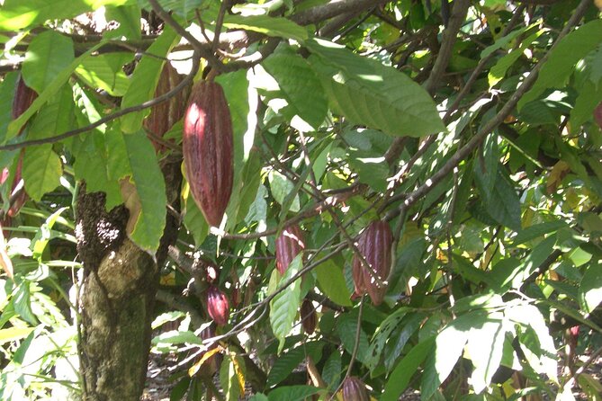 Cocoa & Artisan Chocolate Route with an Historical Tour in Puerto Plata City - What Could Go Wrong, and How to Make It Go Right