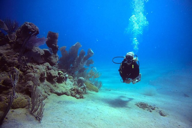 Discover Scuba Diving - What you’ll see underwater around Sosua