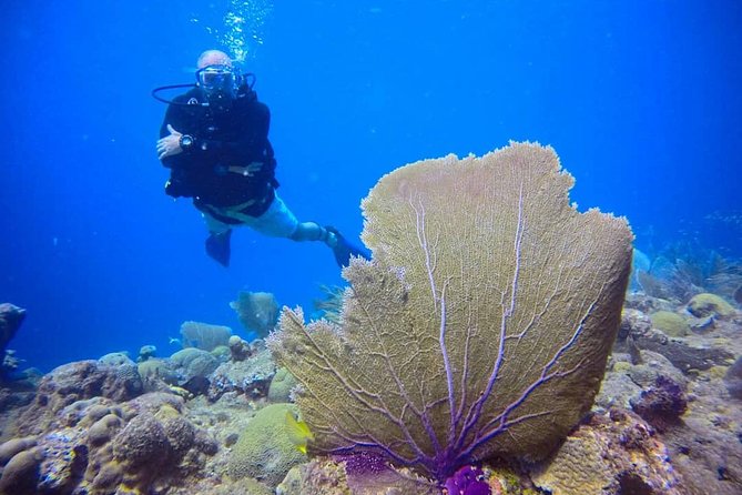 Discover Scuba Diving - Practical tips to get the most out of your first underwater session