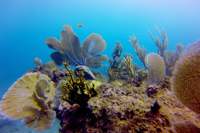 Discover Scuba Diving - DSD - Your 4-Hour Flow: Theory, Pool Skills, Then Up to 12 Meters