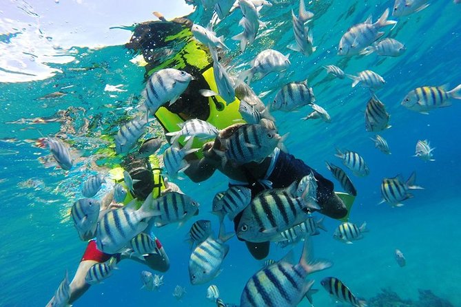 Discover Sosua's Underwater World & Beach Day - The Boat Experience, Including a Heads-Up About Party-Style Music