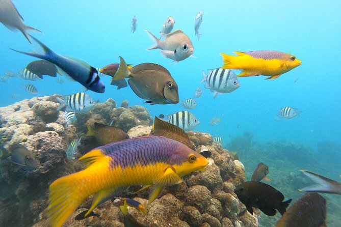 Discover Sosua's Underwater World & Beach Day - Who This Sosua Tour Fits Best