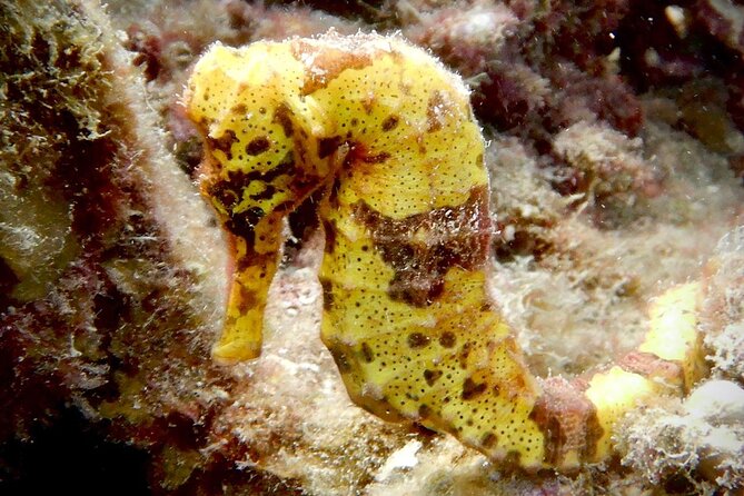 Diving for Certified Divers, 2 Tanks Sosúa Bay - Why This Sosúa Bay Two-Tank Scuba Trip Works for Certified Divers