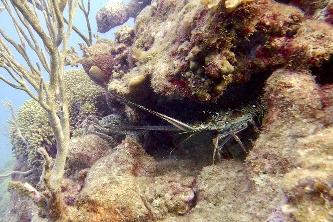 Diving for Certified Divers, 2 Tanks Sosúa Bay - What You’ll Do Underwater: Two Sessions, Up to 60 Minutes Each