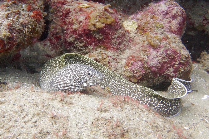 Diving for Certified Divers, 2 Tanks Sosúa Bay - How the Surface Interval Works (and Why It’s Planned)