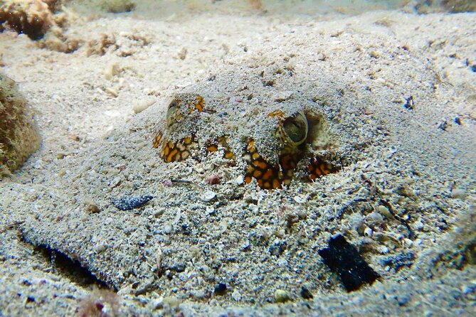Diving for Certified Divers, 2 Tanks Sosúa Bay - The Free Underwater Photo and Video Service