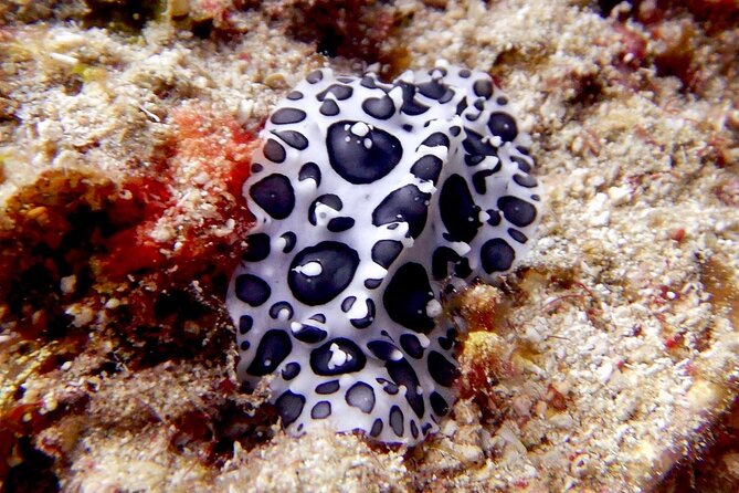 Diving for Certified Divers, 2 Tanks Sosúa Bay - Price and What You’re Really Getting for $125
