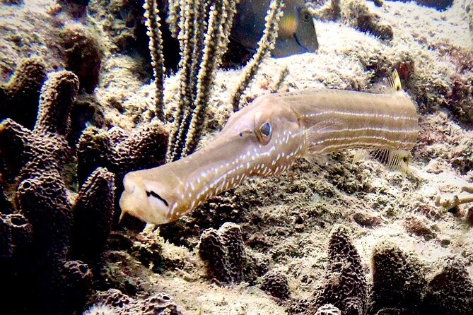 Diving for Certified Divers, 2 Tanks Sosúa Bay - Small Group Size, Multiple Departure Times, and Booking Rhythm